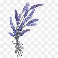 �� ֲ�� ޹�²�-������