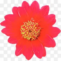 ��ͨ ���� ����ֲ��-������