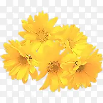 ��ͨ ���� ��ɫ-������