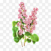 卡通 花 植物-空若网 卡通 花 植物-空若网