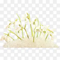 卡通 开花植物 花-空若网 卡通 开花植物 花-空若网