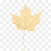 卡通 叶子 枫叶-空若网 卡通 叶子 枫叶-空若网