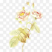 ��ͨ �� ����ֲ��-������