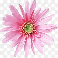 花卉 开花植物 巴伯顿雏菊-空若网 花卉 开花植物 巴伯顿雏菊-空若网