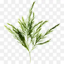 ���� ֲ�� ��-������