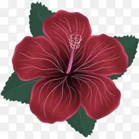 花 开花植物 芙蓉-空若网 花 开花植物 芙蓉-空若网