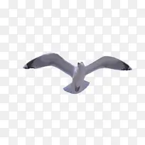 海鸥 海鸟 翅膀-空若网 海鸥 海鸟 翅膀-空若网