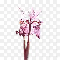 卡通 花卉 植物-空若网 卡通 花卉 植物-空若网