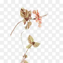 ��ͨ �� ֲ��-������