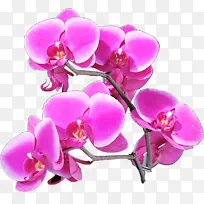 蝴蝶兰 花朵 粉色-空若网 蝴蝶兰 花朵 粉色-空若网