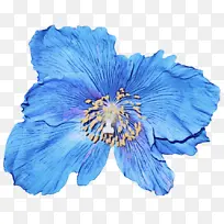 ��ɫ ���� ����-������