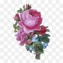 花卉 开花植物 花园玫瑰-空若网 花卉 开花植物 花园玫瑰-空若网