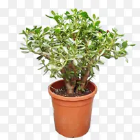 花卉 花盆 植物-空若网 花卉 花盆 植物-空若网