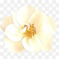 卡通 白色 花瓣-空若网 卡通 白色 花瓣-空若网