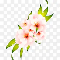 花朵 开花植物 花瓣-空若网 花朵 开花植物 花瓣-空若网