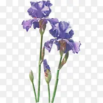 花 开花植物 植物-空若网 花 开花植物 植物-空若网