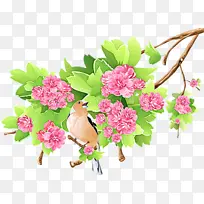 花 植物 粉色-空若网 花 植物 粉色-空若网