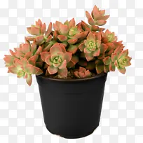 采购产品花 花盆 植物-空若网 采购产品花 花盆 植物-空若网