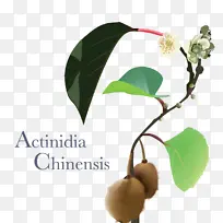 Ö²Îï »¨ Ê÷-¿ÕÈôÍø Ö²Îï »¨ Ê÷-¿ÕÈôÍø