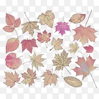 Ҷ�� ֲ�� ��-������