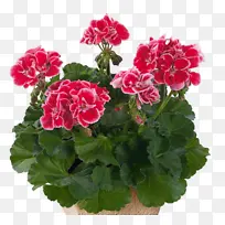 采购产品花 开花植物 植物-空若网 采购产品花 开花植物 植物-空若网