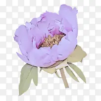 花瓣 花 普通牡丹-空若网 花瓣 花 普通牡丹-空若网