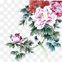 采购产品花 开花植物 植物-空若网 采购产品花 开花植物 植物-空若网