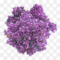 丁香 紫色 花朵-空若网 丁香 紫色 花朵-空若网