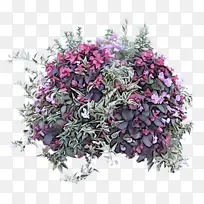 �ɹ���Ʒ�� ֲ�� ����ֲ��-������