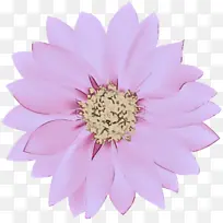 ��ɫ ���� ����-������