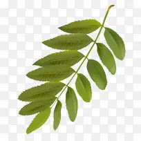 Ҷ �� ֲ��-������