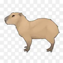 水豚 动物形象 陆生动物-空若网 水豚 动物形象 陆生动物-空若网