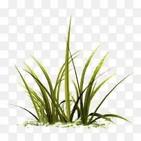 ֲ�� �� ½��ֲ��-������