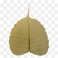 Ҷ�� �� ֲ��-������