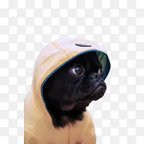 哈巴狗 狗 鼻子-空若网 哈巴狗 狗 鼻子-空若网