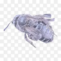 蜜蜂 昆虫 膜状昆虫-空若网 蜜蜂 昆虫 膜状昆虫-空若网