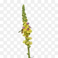 �� ֲ�� �����-������