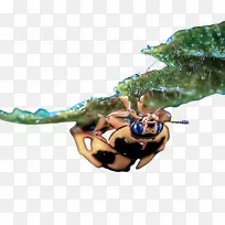 昆虫 害虫 螃蟹-空若网 昆虫 害虫 螃蟹-空若网