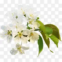 花 白色 植物-空若网 花 白色 植物-空若网