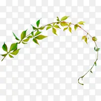 叶子 植物 树枝-空若网 叶子 植物 树枝-空若网