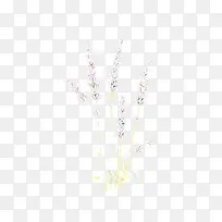 ��ͨ ��ɫ ��֦-������