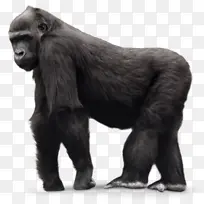 西部低地大猩猩 鼻子 动物形象-空若网 西部低地大猩猩 鼻子 动物形象-空若网