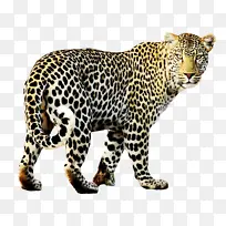 豹 美洲豹 野生动物-空若网 豹 美洲豹 野生动物-空若网