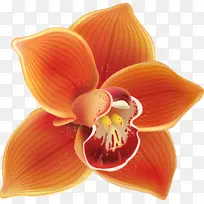 ��ɫ ���� ��-������