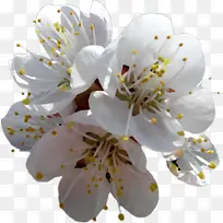 白色 花 植物-空若网 白色 花 植物-空若网