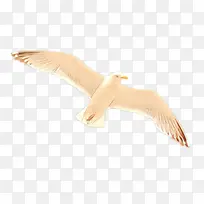 卡通 翅膀 海鸥-空若网 卡通 翅膀 海鸥-空若网