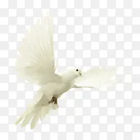 ��ɫ �� ���-������