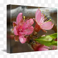 ���һ�������-�һ�-������