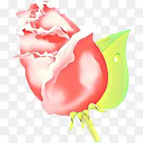 ��ͨ ֲ��-������