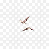 卡通 海鸟 翅膀-空若网 卡通 海鸟 翅膀-空若网